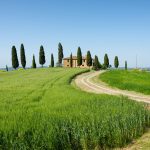 Famous farm house with cypress trees in front of the villa and a barley wheat field with a curvy driveway under a clear blue sky in Pienza, Val d’Orcia in Tuscany, Italy.